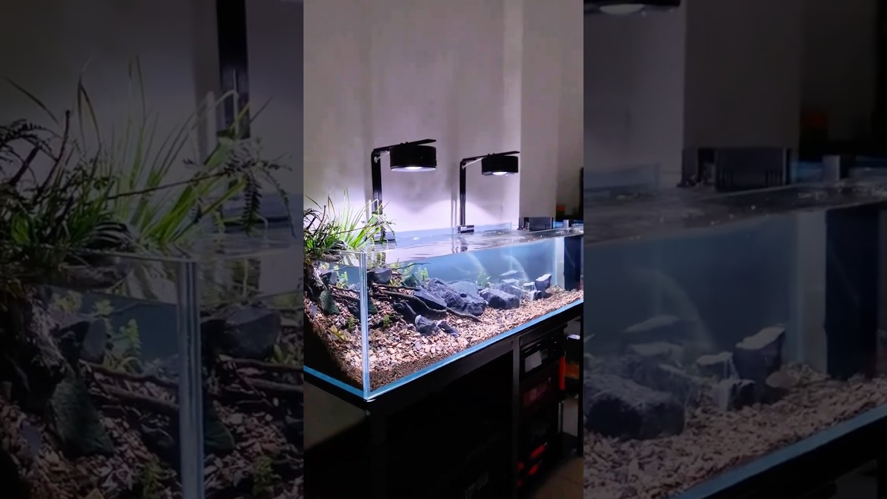 DIY Natural Stream Biome Step-by-Step, Stream Biotope Masterclass: From Wild to Aquarium (DIY Guide)