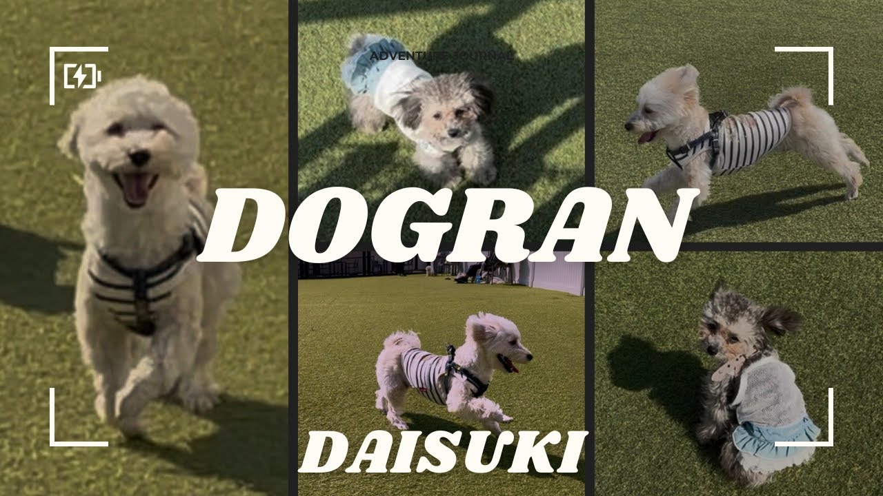 【愛犬とお出かけ】ドッグランカフェモフワン