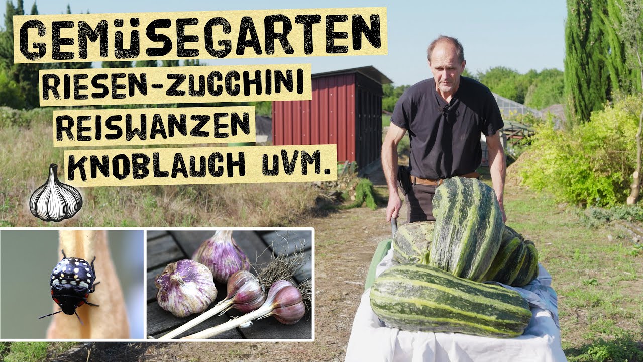 Gemüsegarten im September – Riesenzucchini, Chinesische Reiswanzen, Tomaten & Steck-Knoblauch