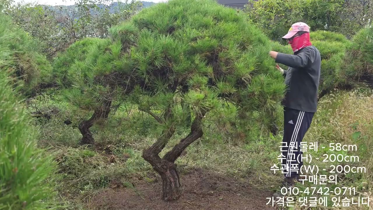소나무 정원수 둥근소나무 적송