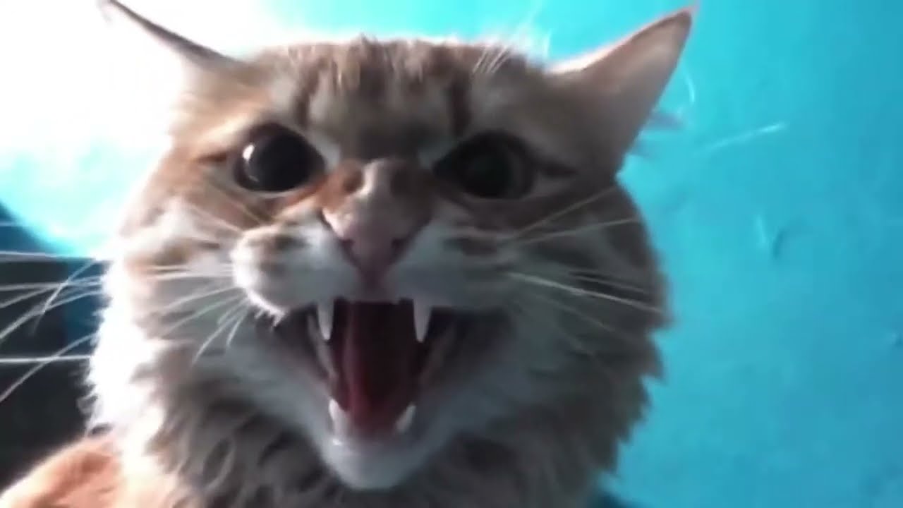 Angry Cats Compilation 2020 - Cat Meowing Loudly - Top Funny Compilation 2020!!!