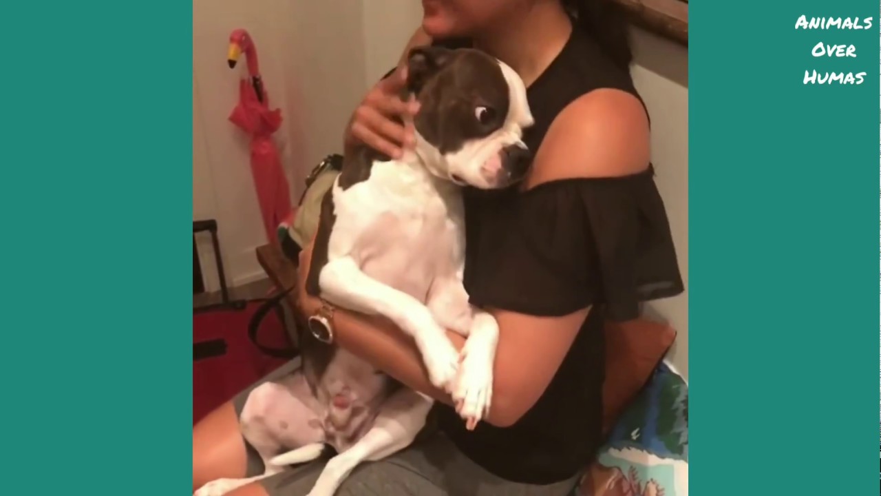 Best of Dog Reunion With Owners|Compilation Video