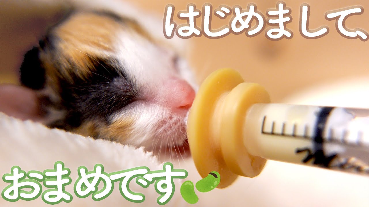 【１～３日目】まずは１００グラムを目指して【おまめ日記】保護猫ミルクボランティア