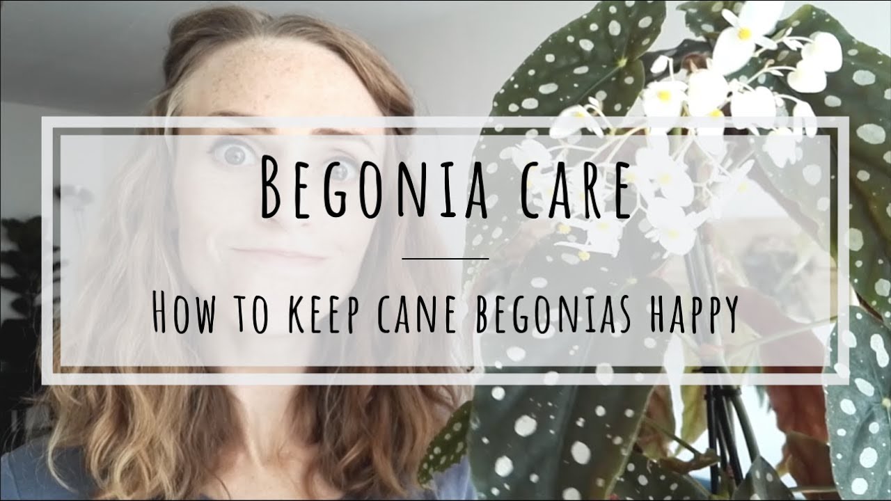 Cane Begonia Care