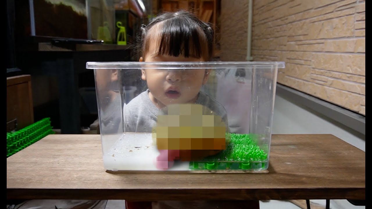 1年前に買った生き物がヤバいくらい巨大に&hellip;