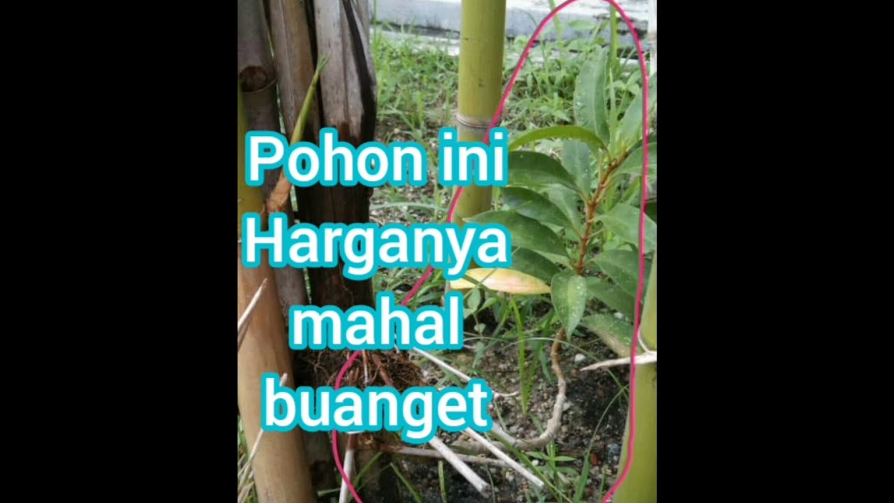 pohon beringin/pohon ara yg menempel di pohon bambu harganya mahal..!