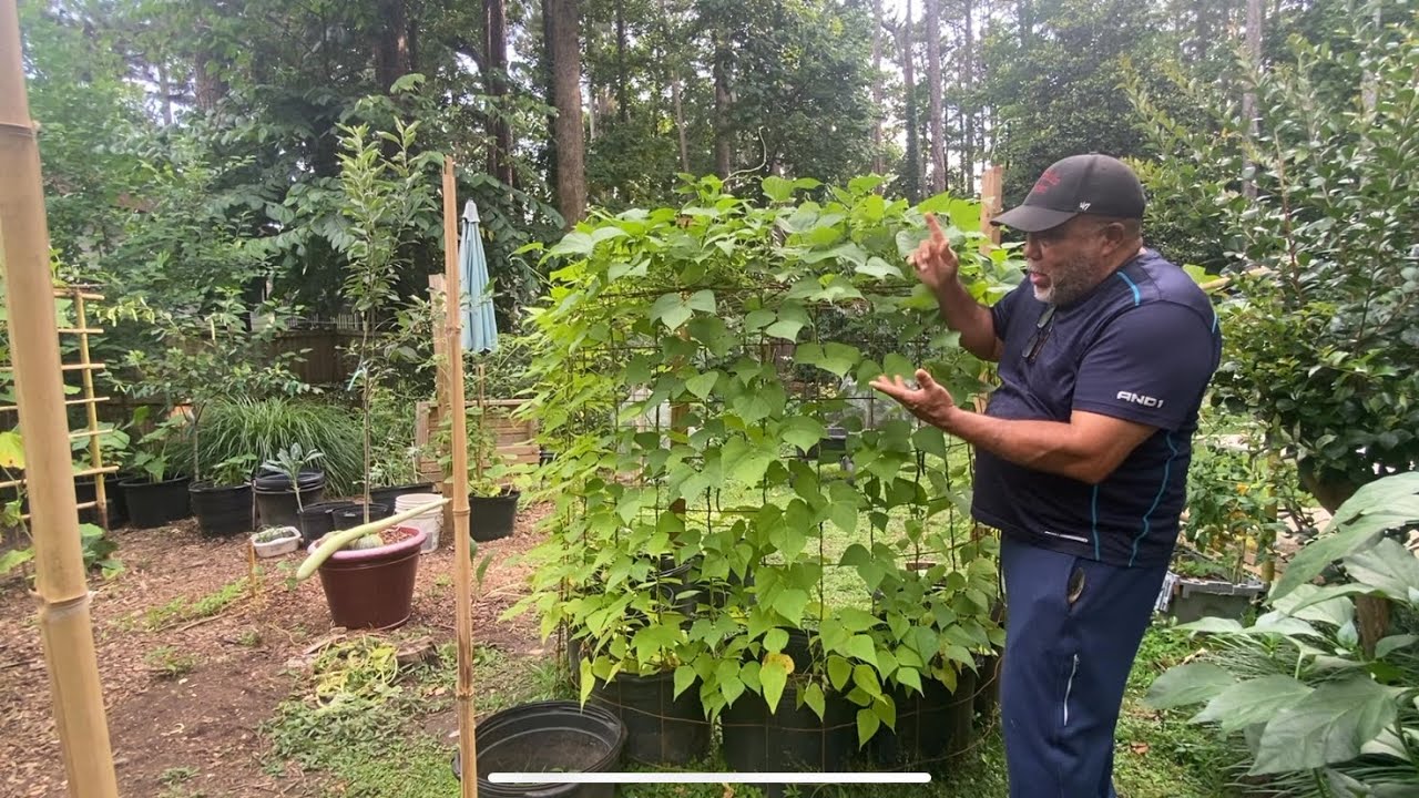 Growing Food In Extreme Georgia Heat