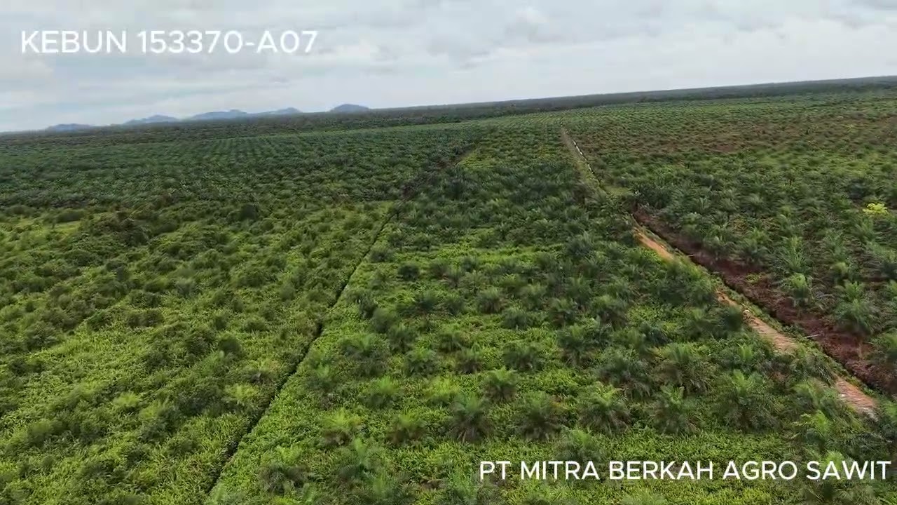 Kebun 153370 A07