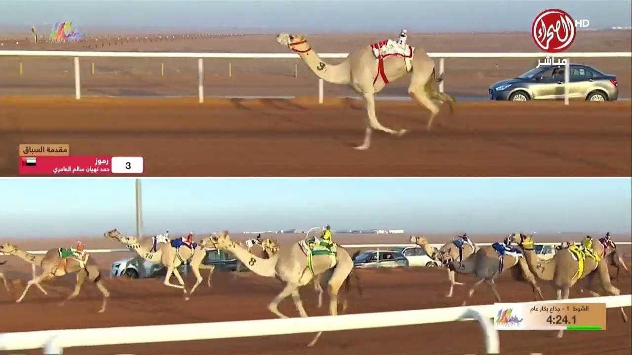 الشوط 1 جذاع بكار  صباح يوم الثلاثاء 23-12-2025 من #مهرجان_الملك_عبدالعزيز_للإبل10