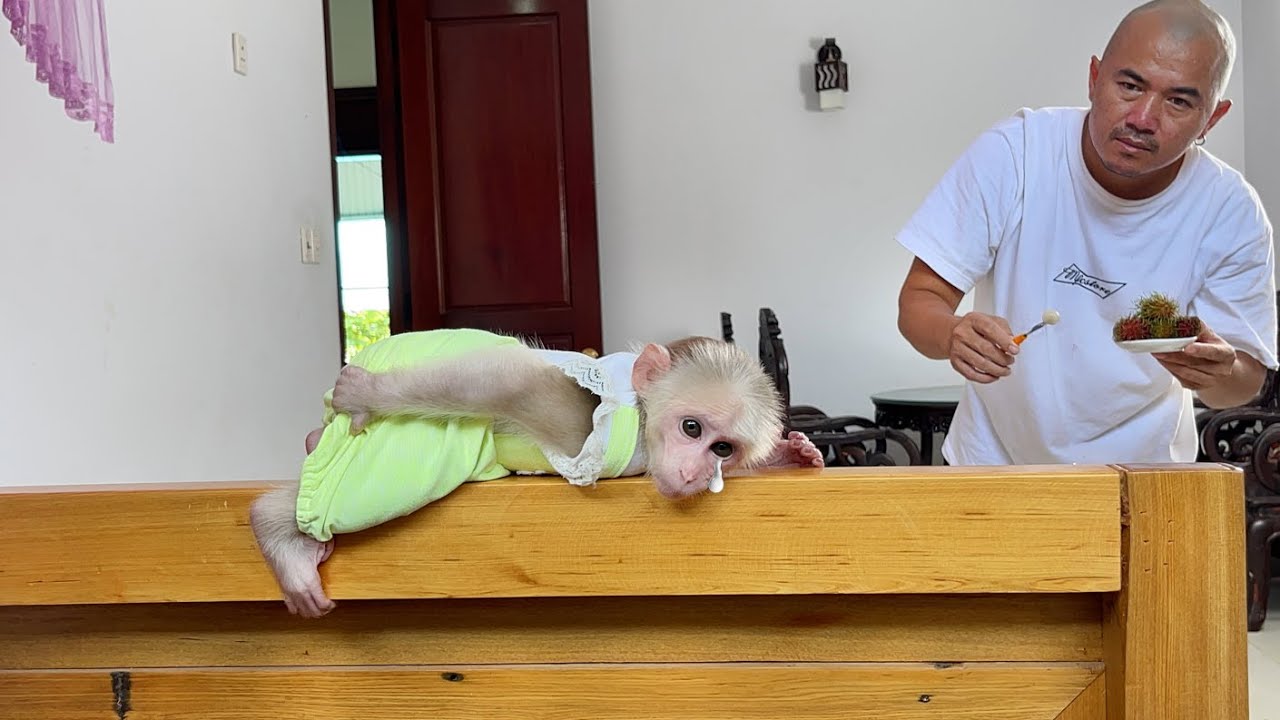 Unbelievable! Monkey Luk stopped eating when knew dad go long business trip