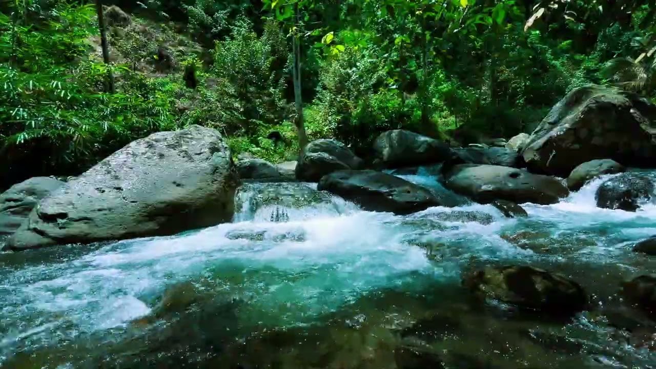Forest River & Birds Sounds 🌿 | Natural Ambience for Stress Relief and Deep Sleep