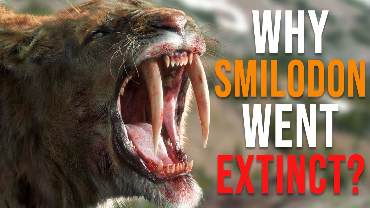 Why Did the Saber-Tooth Tiger (Smilodon) Go Extinct?