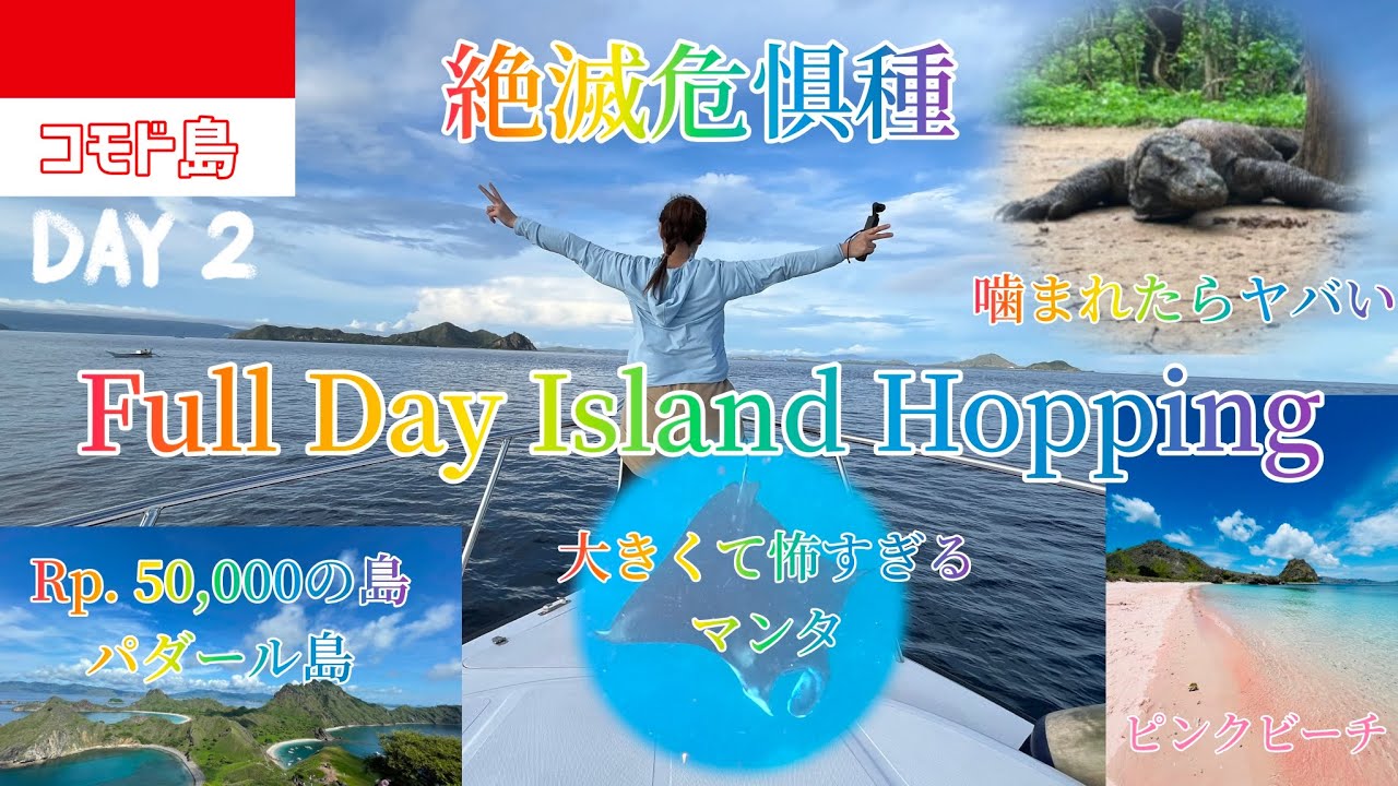 【コモド島🇮🇩】一度は見たい絶滅危惧種コモドドラゴン🦎噛まれたらヤバイ😰 パダール島、ピンクビーチ、マンタに感動