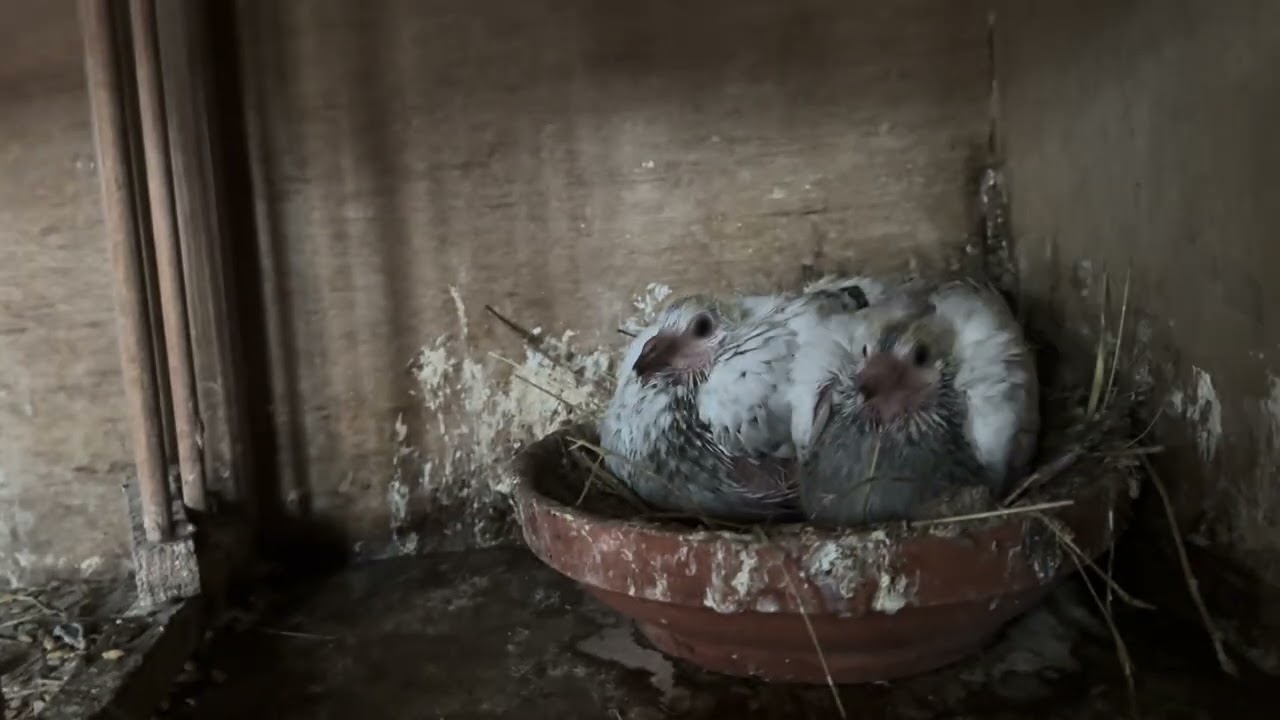 New addition to the BP loft. Weekly look around 