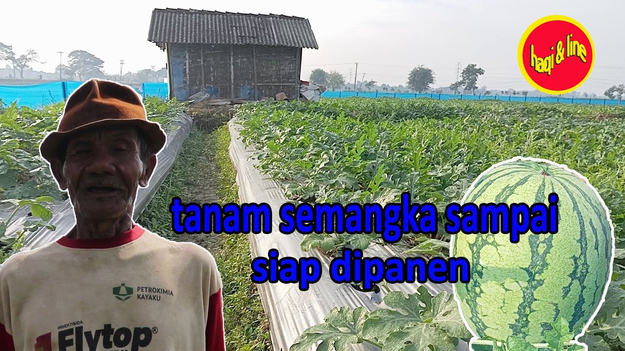 tanam semangka sampai siap dipanen