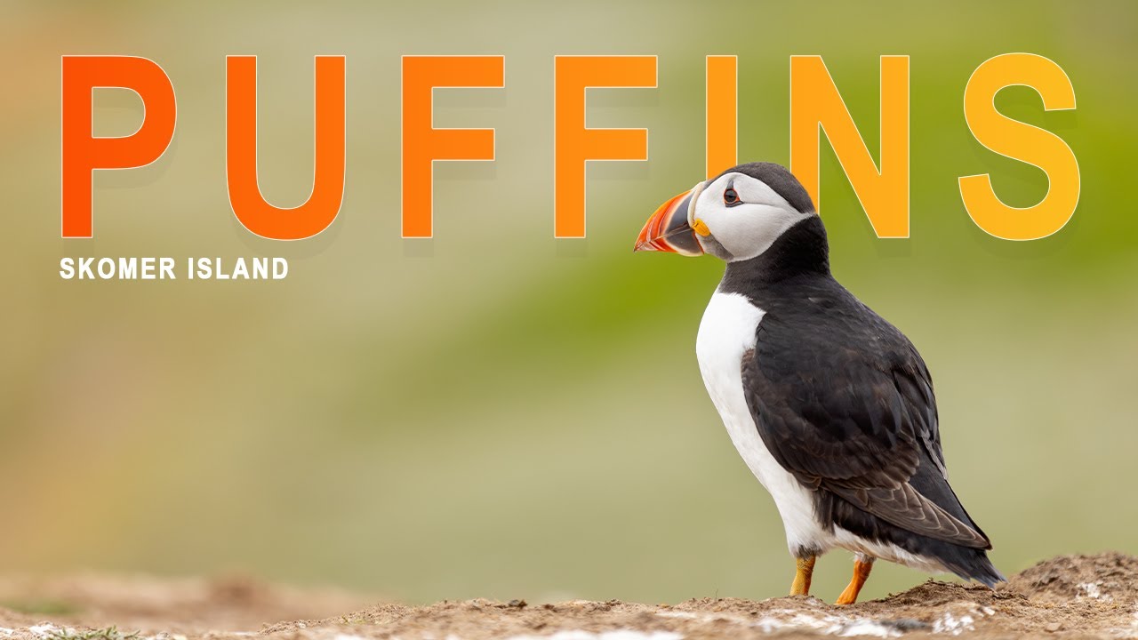 Capturing Puffins on Skomer Island: A Photographer’s Paradise Skomer