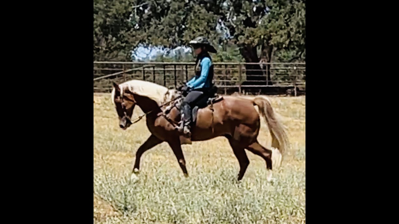 Help The Pacey Gaited Horse - Circle of Poles - Tennessee Walking Horse - Cajun