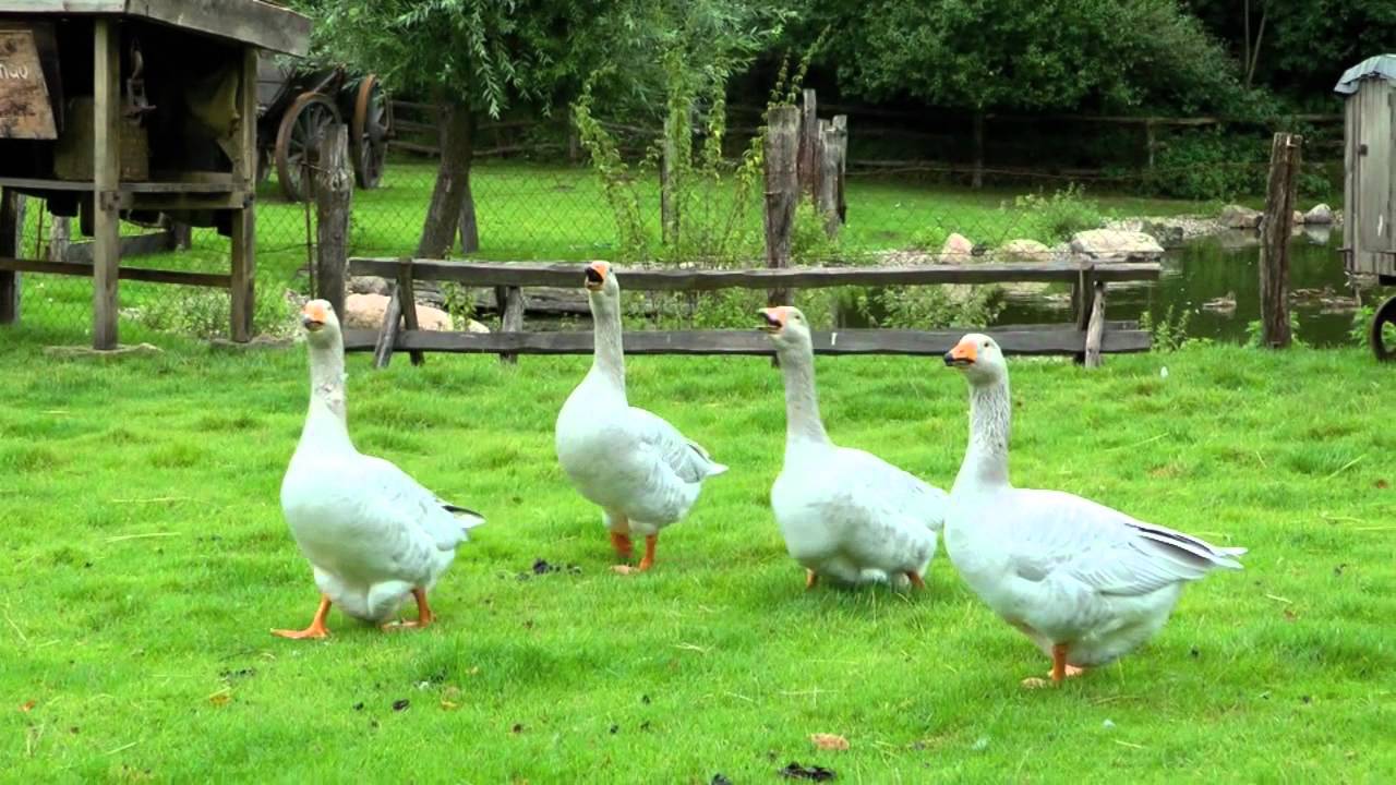 G&auml;nse Aggression