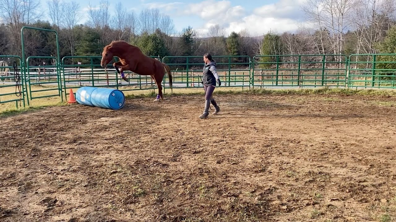 Teach Your Horse to Seek the Jump at Liberty