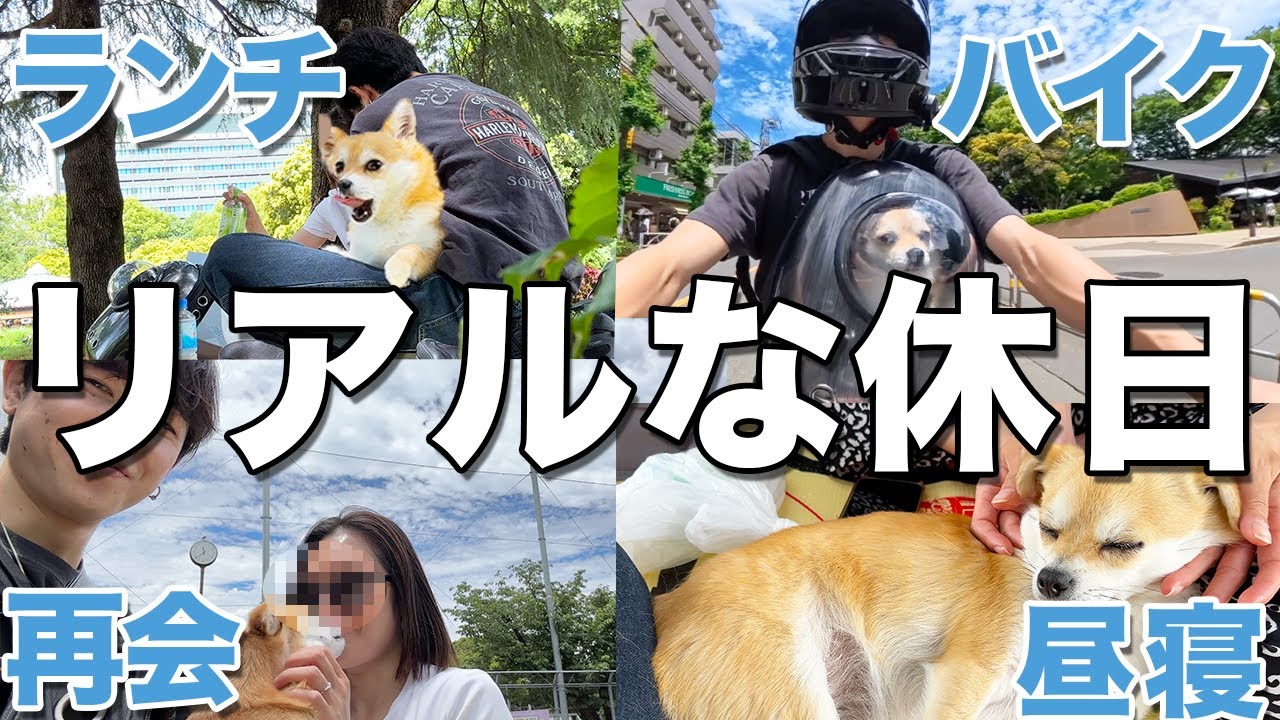 【バイク犬】ちわ柴のこつめをバイクに乗せて過ごすリアルな休日