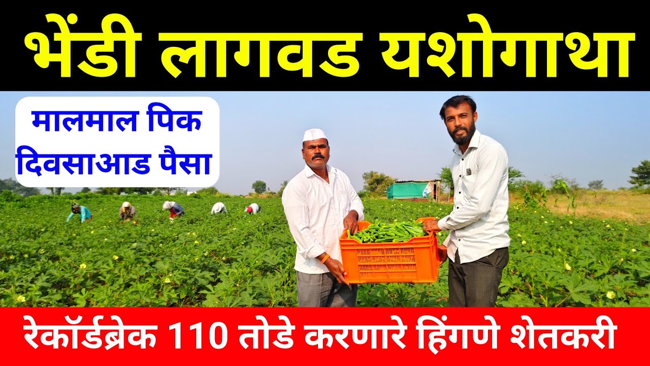 भेंडी लागवड यशोगाथा | दिवसाआड पैसा मालमाल पिक | भेंडी लागवड कोणत्या महिन्यात करावी | Milind bhor