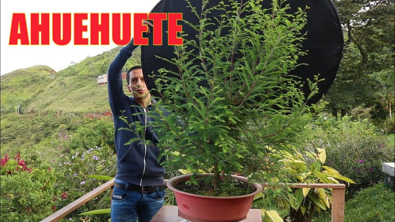 AHUEHUETE! el árbol más noble 🌲