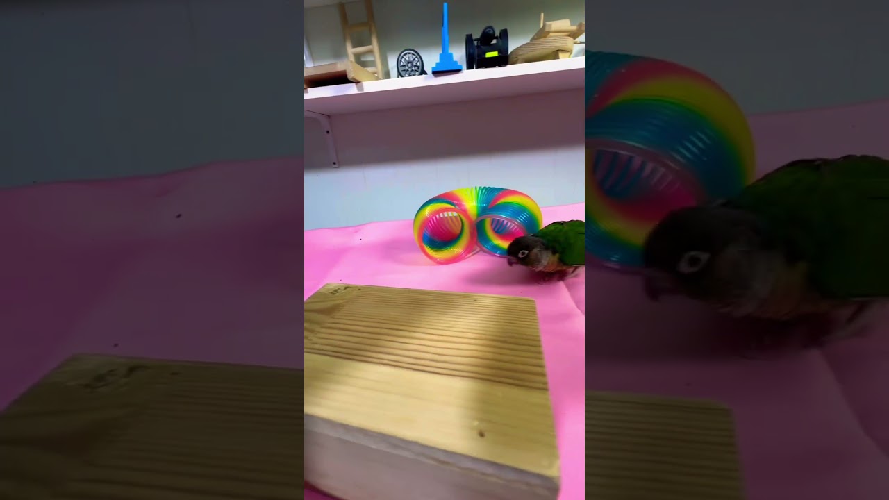 Bird Training:smart lovebird parrot l smart little cute parrot  #training#smartparrot#cute