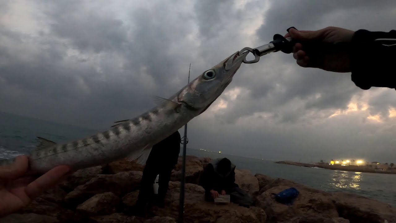 דייג ברקודות מטורף + הפתעה בתחילת הסרטון- Fishing Barracuda on jerk minnow savage gear