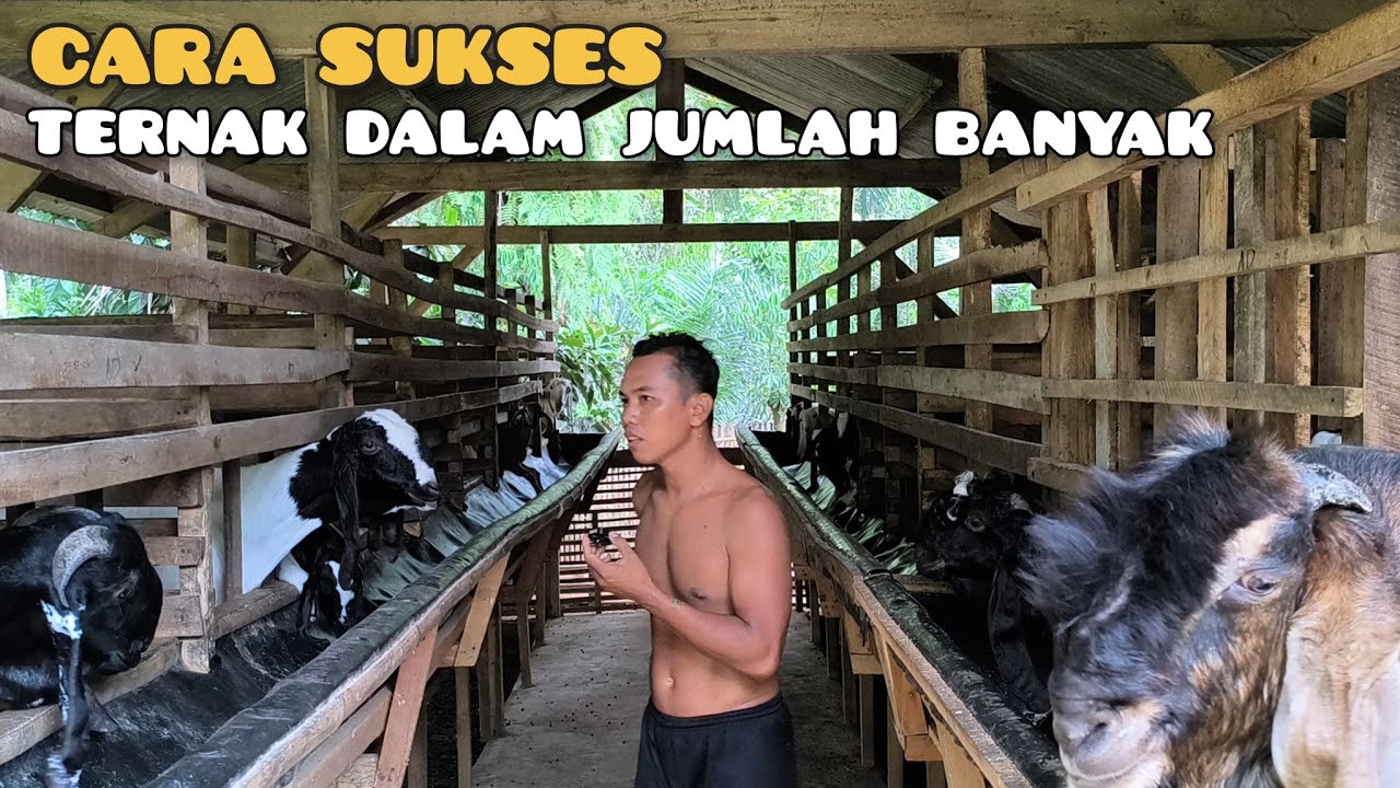 Kisah Deni farm  ternak kambing tanpa ngarit dan solusinya hanya 3 macam bahan sederhana 