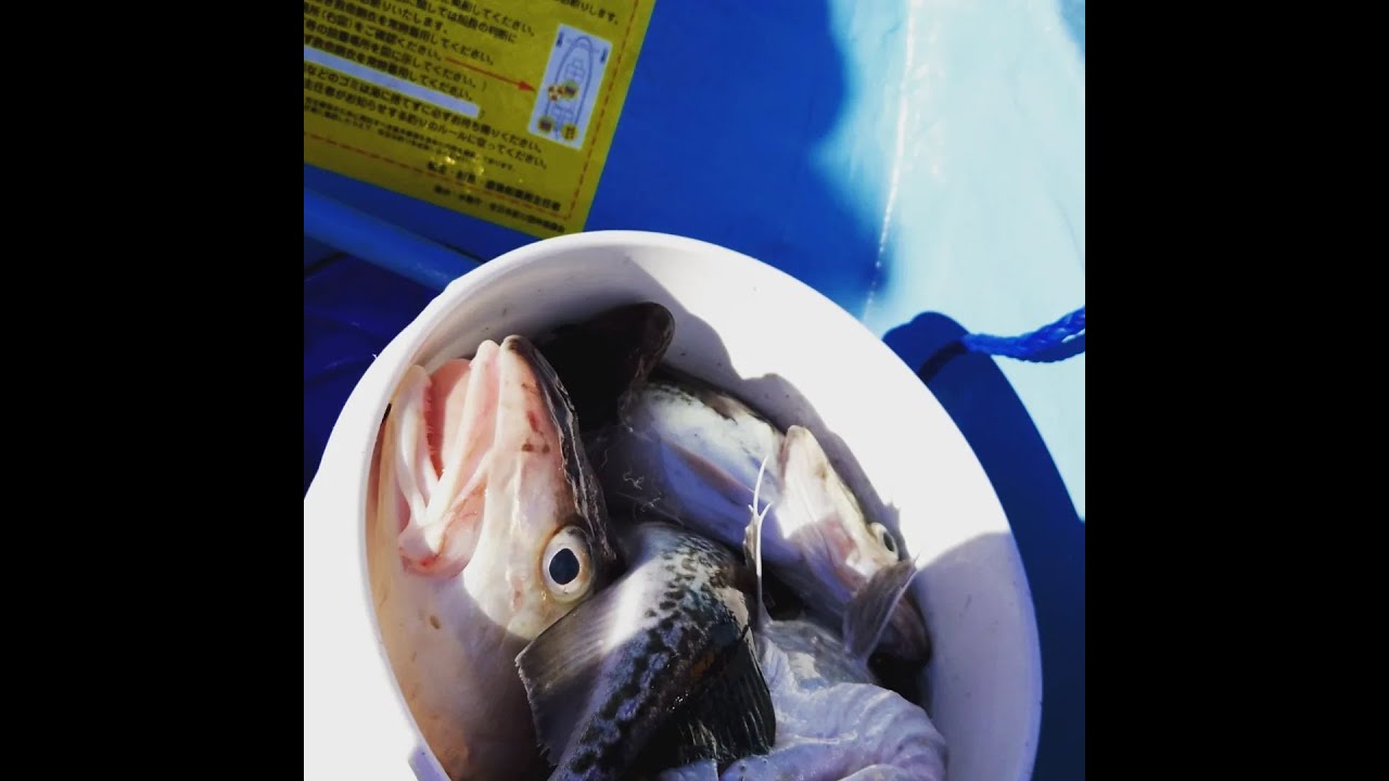 宮古市　浅場タラジギング　2023.1.28　こうしん丸さん