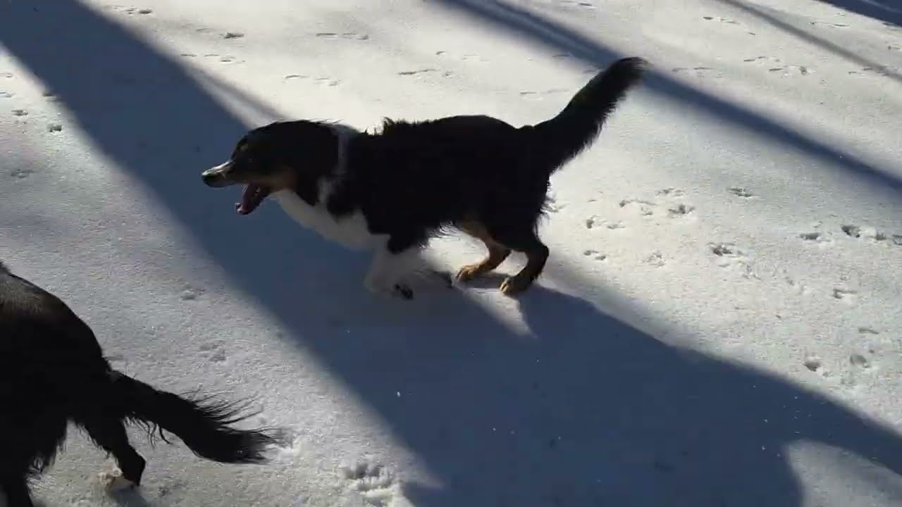 English Shepherds frolicking in the snow
