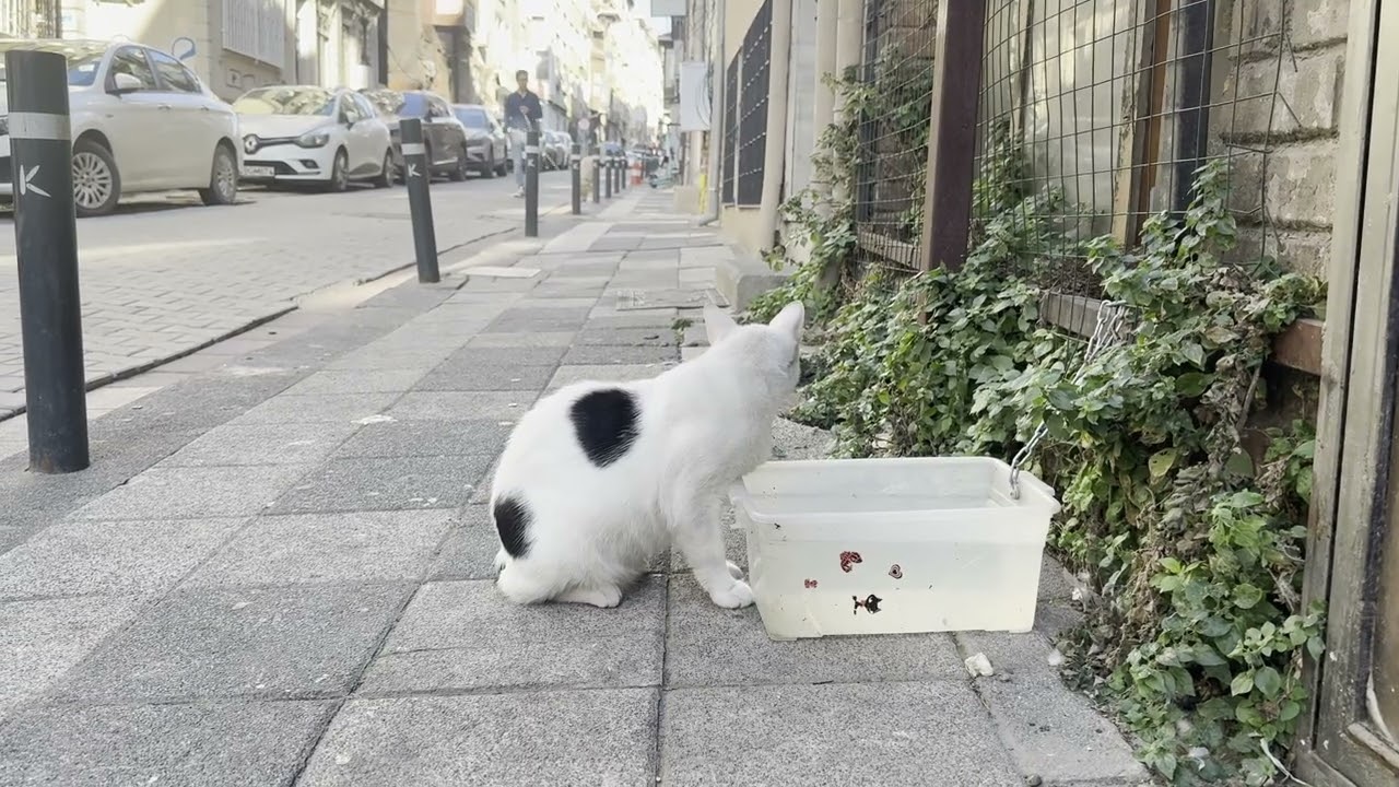 ベイダーウ通りにいたクロトビ猫さん  #カドゥキョイ