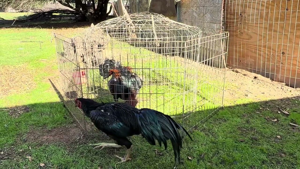 Qaib. Ib nub zoo tshav ntuj kawg li.  Tham pem ua si. 