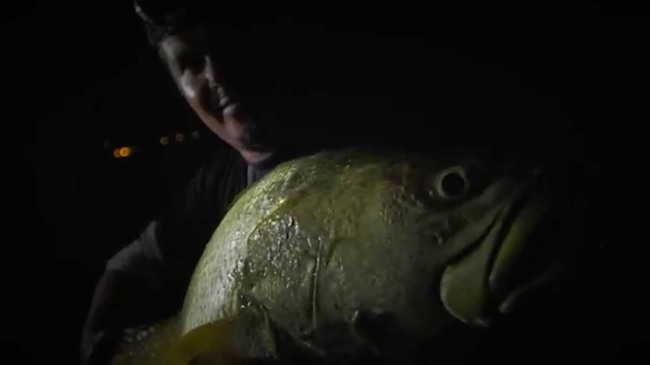 Pêcheurs de Guyane - 4.8Kg Acoupa Weakfish caught from the beach by Sabri