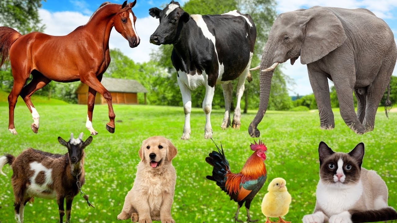 Fun Animal Sounds Compilation | Cat, Cow, Dog, Sheep, Chicken & Horse