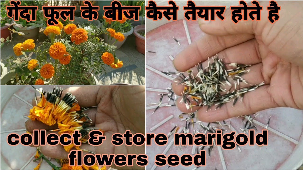 #Marigoldflowerseeds|गेंदा फूल के बीज कैसे तैयार होते है।How to collect and store marigold seeds|