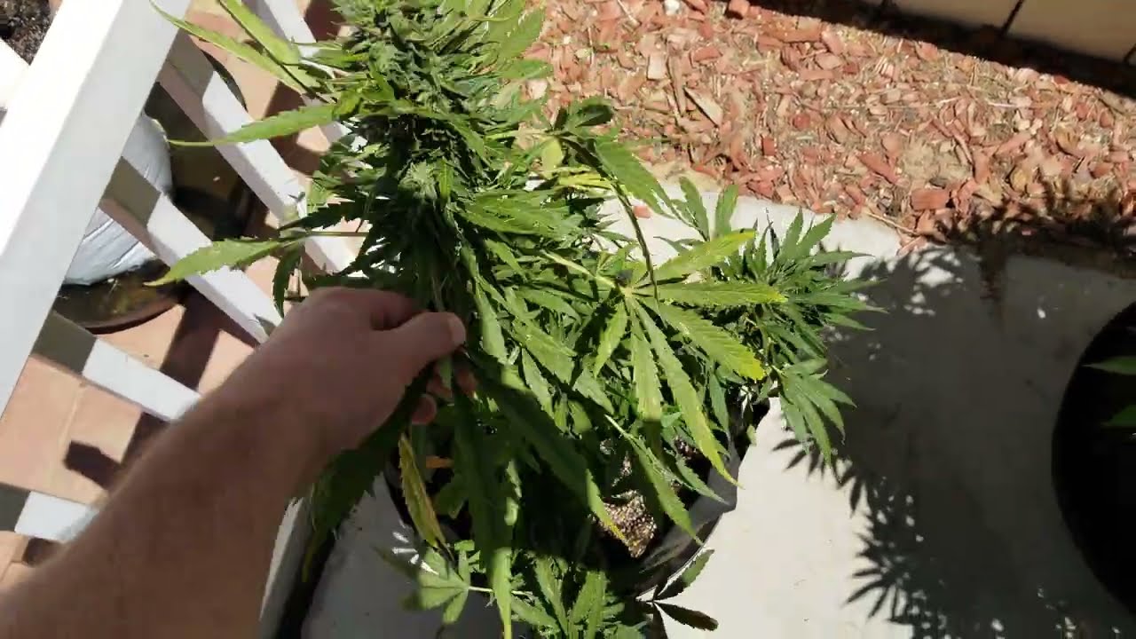 Outdoor Cannabis Garden pt 5 - Og Auto Harvest