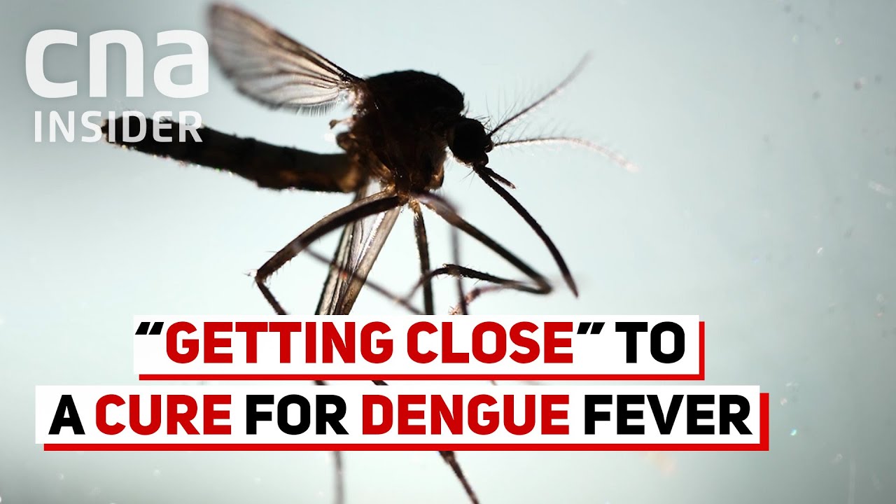 Cure For Dengue Fever?
