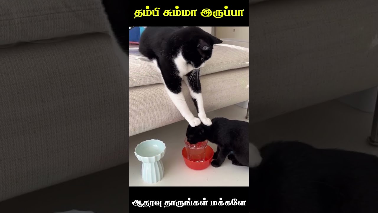 💯😂தம்பி சும்மா இருப்பா🤣|animal mind voice comedy in tamil #comedy #animals 