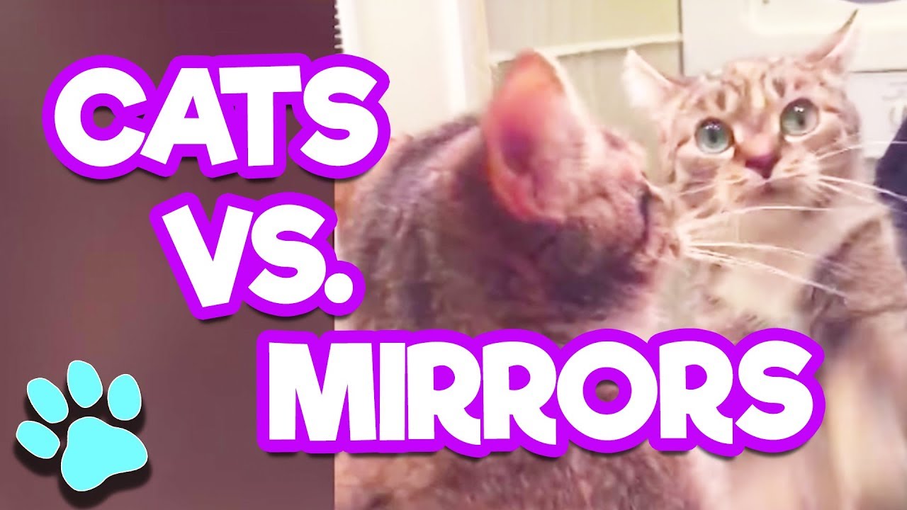 Cats Vs. Mirrors | #thatpetlife