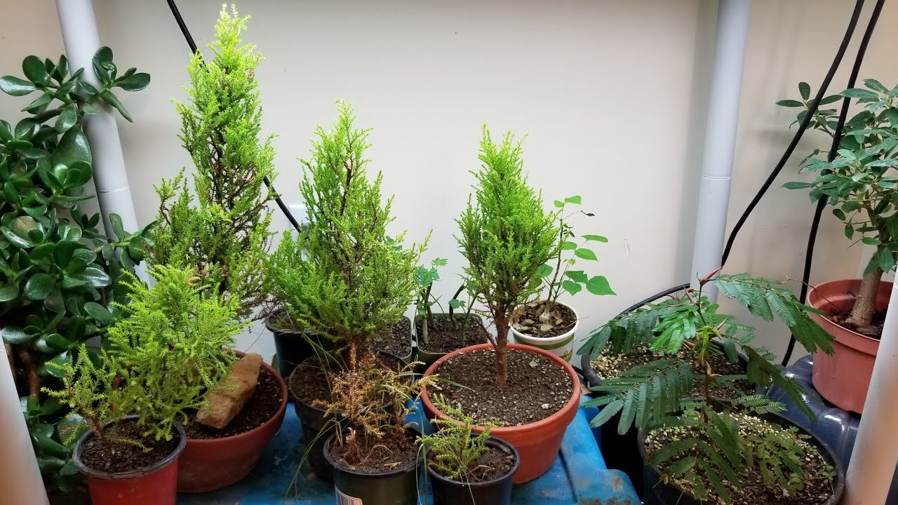 Lemon Cypress, Bullhorn Acacia & Delonix Regia Updates