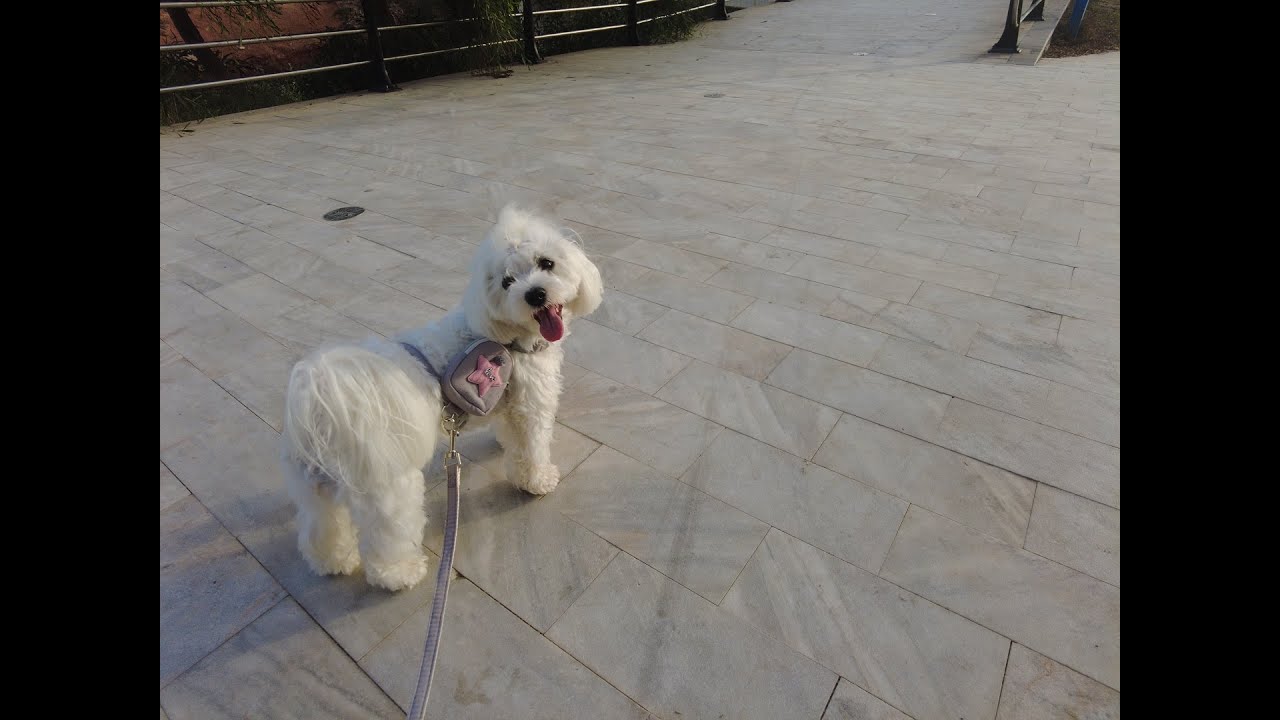Dog malteser Terrier Borra , Punta Prima, Costa Blanca, Spain