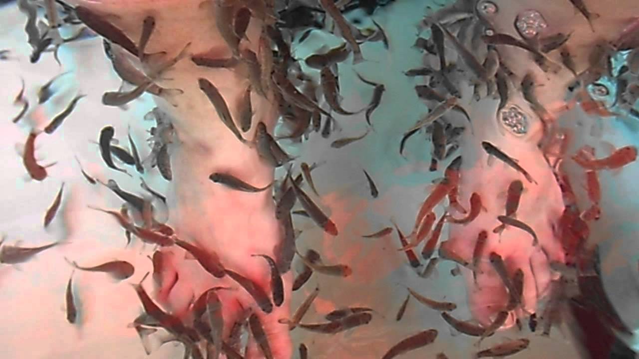 Fish Spa