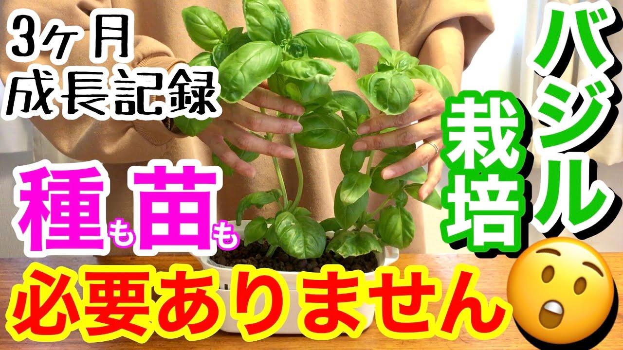 【バジル栽培】その手があったかぁ🤭/ これなら年中栽培できる🌱/ スーパーで誰でも買える○○を使って、家の中で栽培👩‍🌾/ キッチン収穫で、料理に使える幸せ♡資材はダイソーで【家庭菜園】