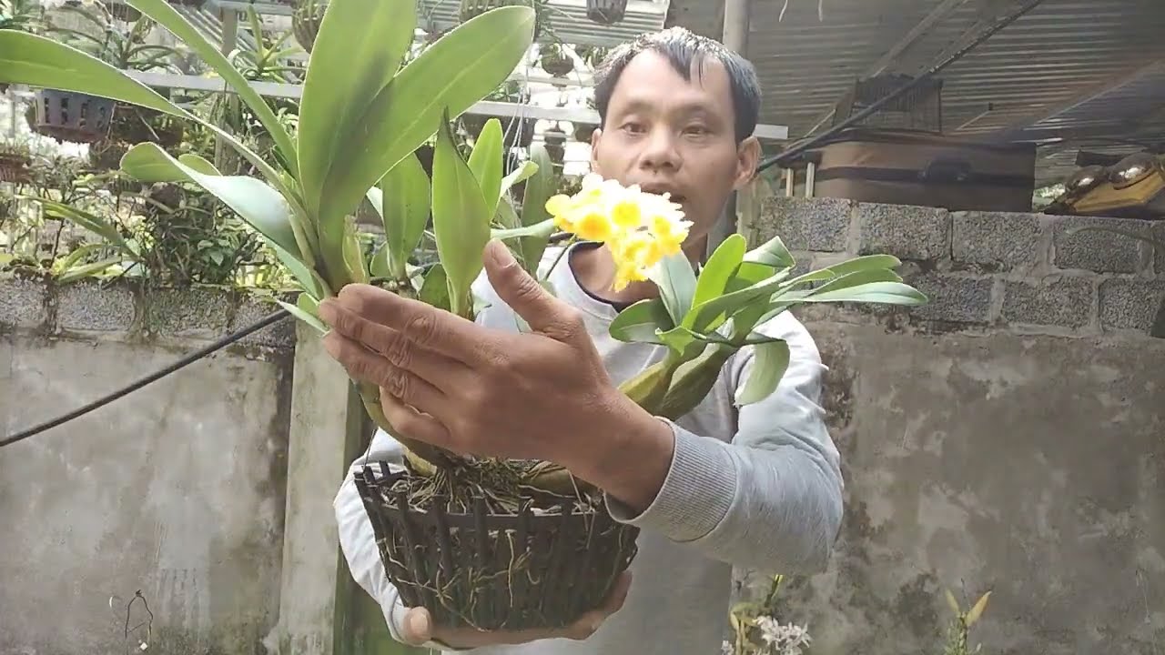 19/3 Rất Nhiều Giò Lan Rừng Lai Châu Đang Nụ 0912003665