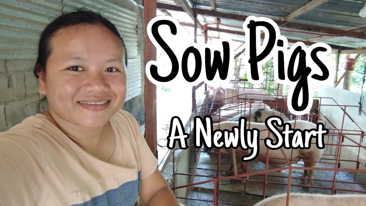 New Beginnings: Raising Our First Sow Pigs | SIMPLY Bhing🌿