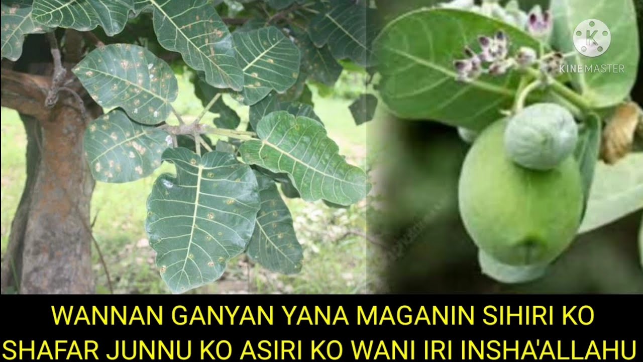 WANNAN GANYAN YANA MAGANIN SIHIRI KO SHAFAR JUNNU KO DA KOWANI IRIN ASIRI INSHA'ALLAHU