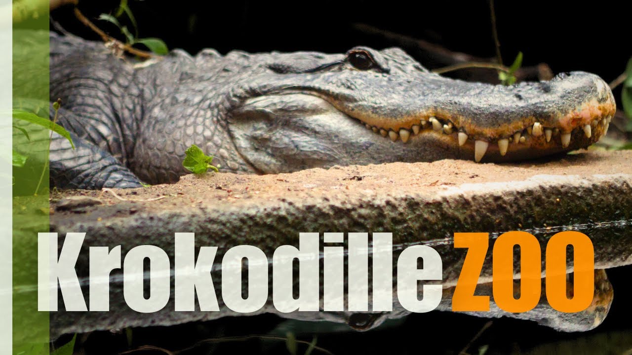 AMAZING Crocodile collection - Visiting Krokodille Zoo in Denmark