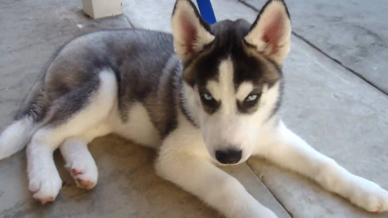 My Siberian Husky Puppy Cody!!!!!