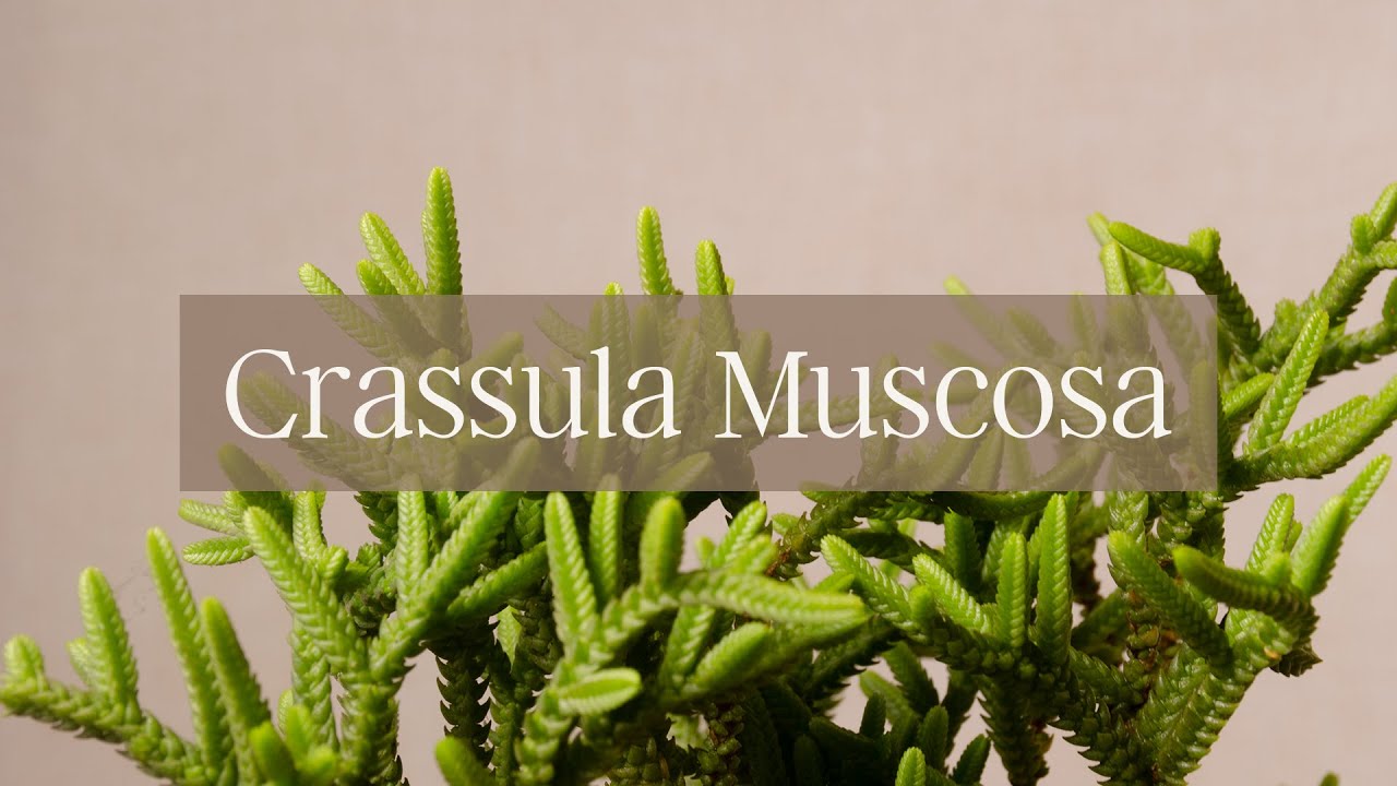 Crassula Muscosa //𝐒𝐮𝐜𝐮𝐥𝐞𝐧𝐭𝐚𝐬 𝐚𝐥 𝐃𝐞𝐬𝐧𝐮𝐝𝐨 😉🌵 - 𝐄𝐩. 𝟎𝟒